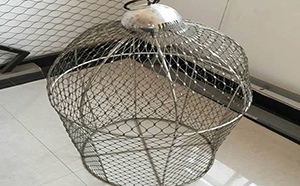 百鳥樂(lè)園網(wǎng)